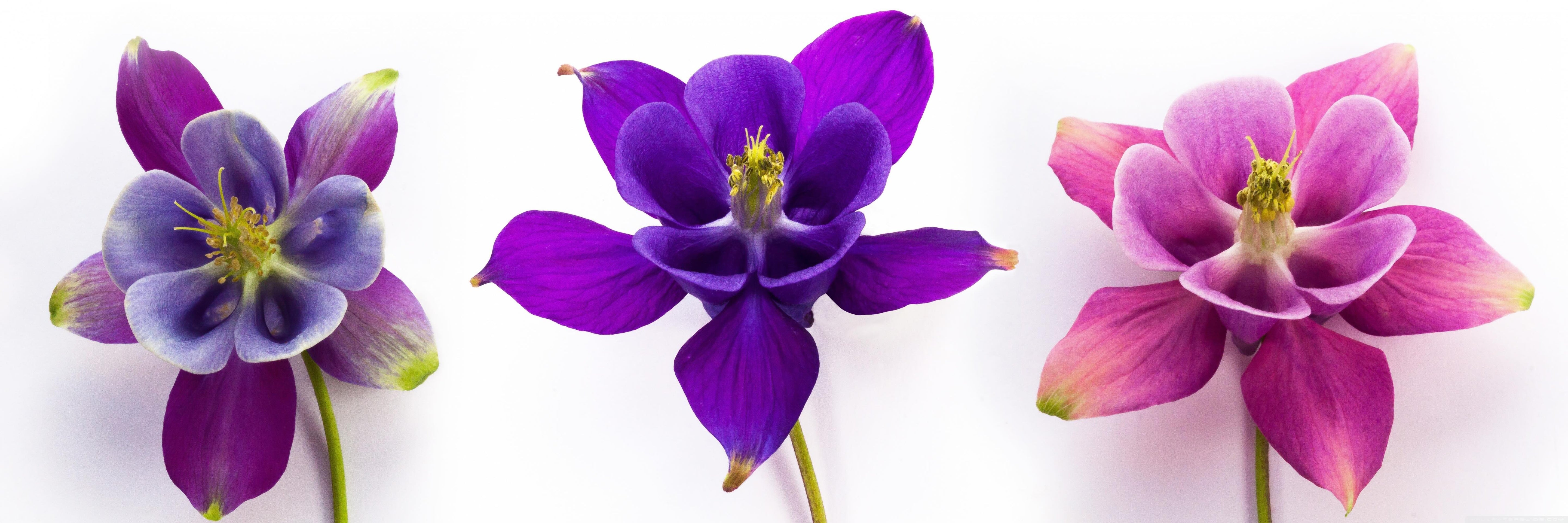 Sticla vopsita bucatarie placari #1853