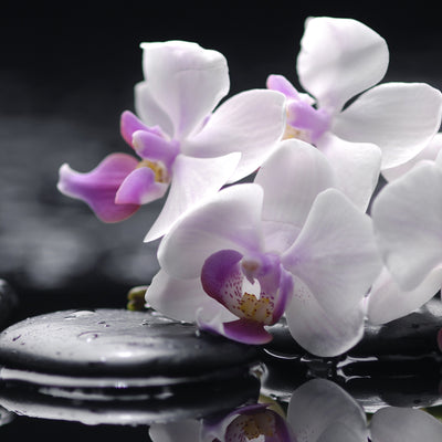 Vetro stampato per rivestimenti cucina, modello ORCHIDEA